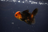 Juvenile Thai Oranda  Red Black 3.5 Inch (ID#1119To13b-78) Free2Day SHIPPING