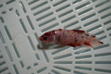 Giant Koi Galaxy  Plakat Female Betta (ID#801-F707) Free2Day SHIPPING