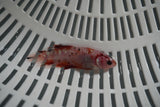 Giant Koi Galaxy  Plakat Female Betta (ID#801-F707) Free2Day SHIPPING