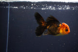 Juvenile Thai Oranda  Red Black 3.5 Inch (ID#1119To13b-78) Free2Day SHIPPING