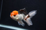 Juvenile Thai Oranda  Tricolor 3.5 Inch (ID#0107T13b-86) Free2Day SHIPPING