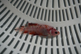 Giant Koi Galaxy  Plakat Female Betta (ID#801-F707) Free2Day SHIPPING