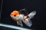 Juvenile Thai Oranda  Tricolor 3.5 Inch (ID#0107T13b-86) Free2Day SHIPPING