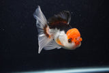 Juvenile Thai Oranda  Tricolor 3.5 Inch (ID#0107T13b-86) Free2Day SHIPPING