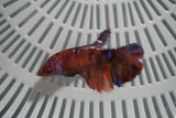 Nemo Koi Galaxy  Halfmoon Female Betta (ID#801-F708) Free2Day SHIPPING