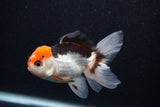 Juvenile Thai Oranda  Tricolor 3.5 Inch (ID#0107T13b-86) Free2Day SHIPPING