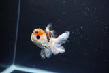 Juvenile Thai Oranda  Tricolor 3 Inch (ID#1119To13b-79) Free2Day SHIPPING