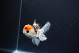 Juvenile Thai Oranda  Tricolor 3 Inch (ID#1119To13b-79) Free2Day SHIPPING