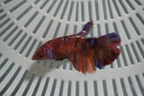 Nemo Koi Galaxy  Halfmoon Female Betta (ID#801-F708) Free2Day SHIPPING