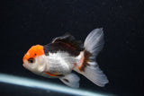 Juvenile Thai Oranda  Tricolor 3.5 Inch (ID#0107T13b-86) Free2Day SHIPPING