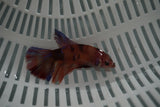 Nemo Koi Galaxy  Halfmoon Female Betta (ID#801-F708) Free2Day SHIPPING