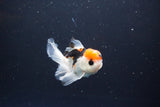 Juvenile Thai Oranda  Tricolor 3 Inch (ID#1119To13b-79) Free2Day SHIPPING