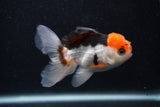 Juvenile Thai Oranda  Tricolor 3.5 Inch (ID#0107T13b-86) Free2Day SHIPPING