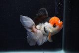 Juvenile Thai Oranda  Tricolor 3.5 Inch (ID#0107T13b-86) Free2Day SHIPPING