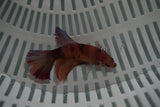 Nemo Koi Galaxy  Halfmoon Female Betta (ID#801-F708) Free2Day SHIPPING