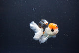 Juvenile Thai Oranda  Tricolor 3 Inch (ID#1119To13b-79) Free2Day SHIPPING