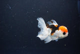 Juvenile Thai Oranda  Tricolor 3 Inch (ID#1119To13b-79) Free2Day SHIPPING