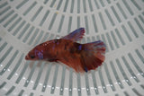 Nemo Koi Galaxy  Halfmoon Female Betta (ID#801-F708) Free2Day SHIPPING