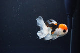 Juvenile Thai Oranda  Tricolor 3 Inch (ID#1119To13b-79) Free2Day SHIPPING