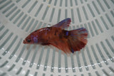 Nemo Koi Galaxy  Halfmoon Female Betta (ID#801-F708) Free2Day SHIPPING