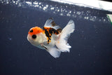 Juvenile Thai Oranda  Tricolor 3 Inch (ID#1119To13b-79) Free2Day SHIPPING