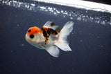 Juvenile Thai Oranda  Tricolor 3 Inch (ID#1119To13b-79) Free2Day SHIPPING