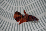 Nemo Koi Galaxy  Halfmoon Female Betta (ID#801-F709) Free2Day SHIPPING