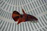 Nemo Koi Galaxy  Halfmoon Female Betta (ID#801-F709) Free2Day SHIPPING