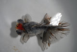 Butterfly  Kirin 4.5 Inch (ID#927B8b-17) Free2Day SHIPPING