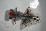 Butterfly  Kirin 4.5 Inch (ID#927B8b-17) Free2Day SHIPPING