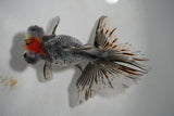 Butterfly  Kirin 4.5 Inch (ID#927B8b-17) Free2Day SHIPPING