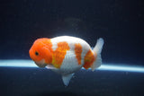 Lionchu  Red White 4 Inch (ID#1115R12a-99) Free2Day SHIPPING