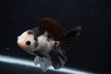 Juvenile Thai Oranda  Panda 4.5 Inch (ID#0107T13b-88) Free2Day SHIPPING