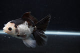 Juvenile Thai Oranda  Panda 4.5 Inch (ID#0107T13b-88) Free2Day SHIPPING