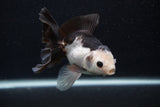 Juvenile Thai Oranda  Panda 4.5 Inch (ID#0107T13b-88) Free2Day SHIPPING