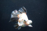 Butterfly  Calico 5.5 Inch (ID#927B2c-18) Free2Day SHIPPING