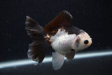 Juvenile Thai Oranda  Panda 4.5 Inch (ID#0107T13b-88) Free2Day SHIPPING