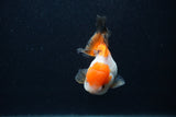 Juvenile Thai Oranda  Tricolor 3.5 Inch (ID#0107T13b-89) Free2Day SHIPPING