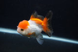 Juvenile Thai Oranda  Tricolor 3.5 Inch (ID#0107T13b-89) Free2Day SHIPPING