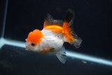 Juvenile Thai Oranda  Tricolor 3.5 Inch (ID#0107T13b-89) Free2Day SHIPPING