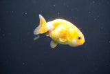 2Pack Thai Ranchu  Tricolor 2 Inch (ID#906ToPtD-33) Free2Day SHIPPING