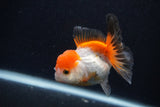 Juvenile Thai Oranda  Tricolor 3.5 Inch (ID#0107T13b-89) Free2Day SHIPPING