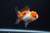 Juvenile Thai Oranda  Tricolor 3.5 Inch (ID#0107T13b-89) Free2Day SHIPPING