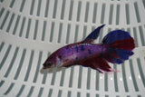 Nemo Koi Galaxy  Halfmoon Female Betta (ID#801-F713) Free2Day SHIPPING