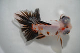 Butterfly  Calico 5.5 Inch (ID#927B2c-18) Free2Day SHIPPING