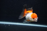 Juvenile Thai Oranda  Tricolor 3.5 Inch (ID#0107T13b-89) Free2Day SHIPPING