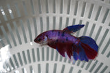 Nemo Koi Galaxy  Halfmoon Female Betta (ID#801-F713) Free2Day SHIPPING