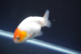 2Pack Thai Ranchu  Tricolor 2 Inch (ID#906ToPtD-33) Free2Day SHIPPING