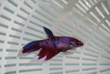 Nemo Koi Galaxy  Halfmoon Female Betta (ID#801-F713) Free2Day SHIPPING