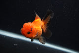 Juvenile Thai Oranda  Red Black 3.5 Inch (ID#0107T13b-90) Free2Day SHIPPING